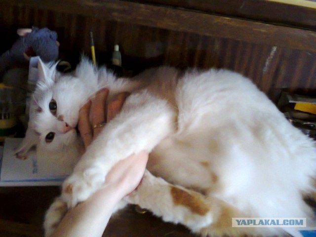 Котовторник 16.04.2013