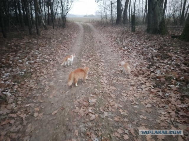 Жизнь домашнего приюта для котеек 472
