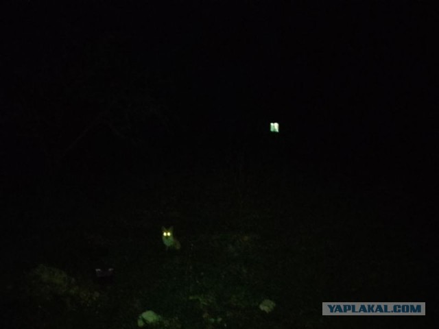 Жизнь домашнего приюта для котеек 490