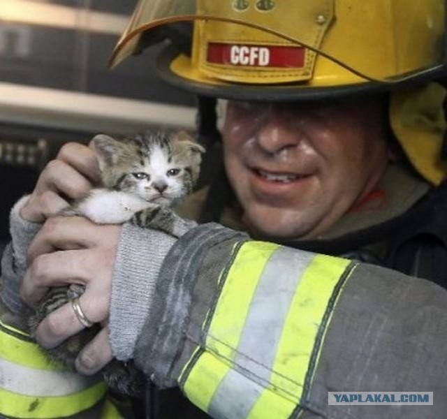 Спасли кота из огня