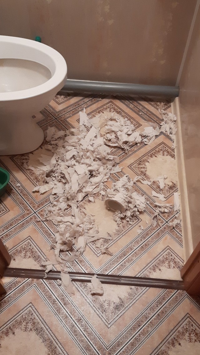 Жизнь с котом в одной картинке