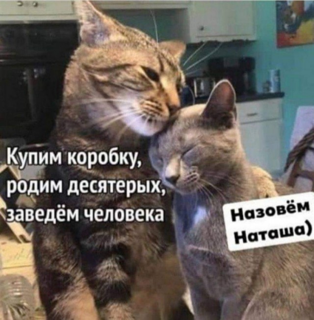 К котовторнику: подборка картинок-баянов с котиками и про котиков. Выпуск 2.