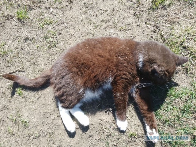 Жизнь домашнего приюта для котеек 538