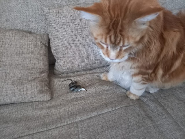 С котовторником!