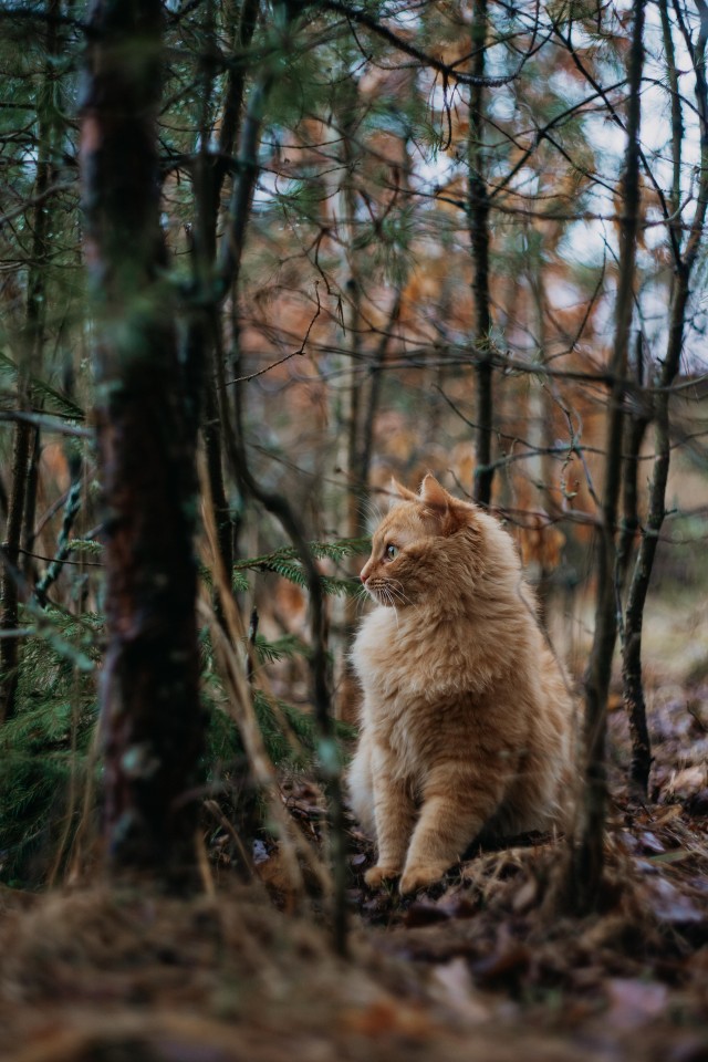 Лесной страж (котовторник)