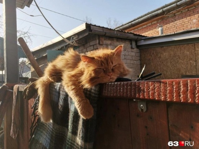 «Кота пропишешь — он потом всю хату отожмёт!»: самарцы высказали всё, что думают о регистрации домашних животных