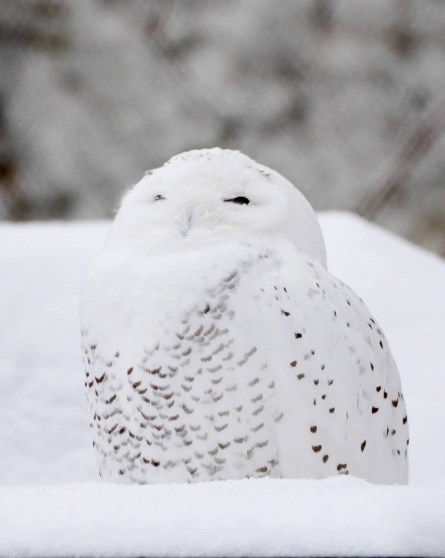 Сова из Московского зоопарка слилась с окружением