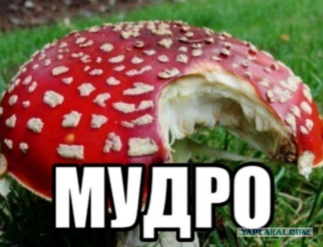 Картинки для деградации 291 (разной степени свежести)