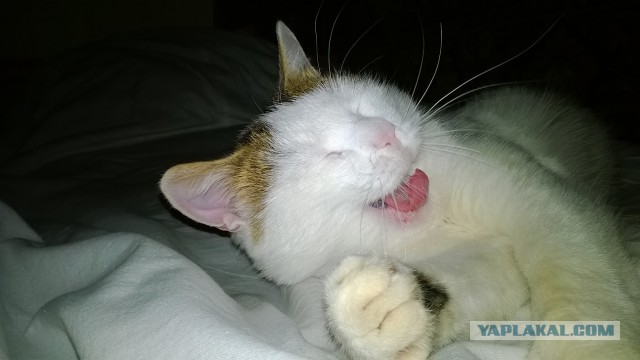 Котовторник 26.11.2013