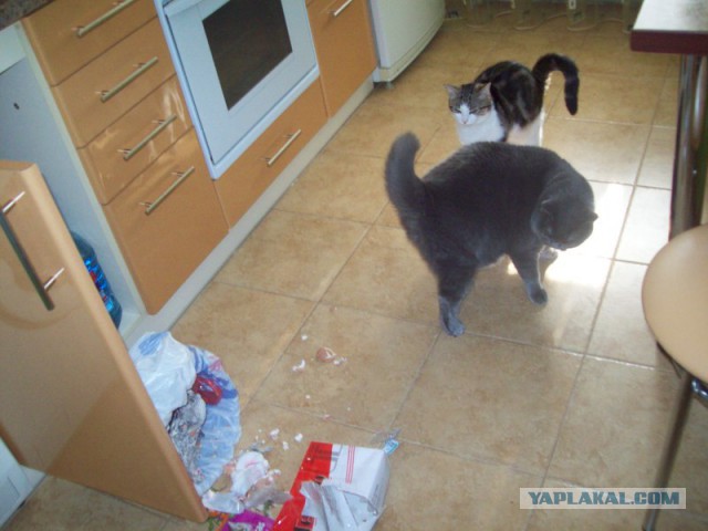 Котовторник 01.04.2014