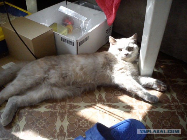 Котовторник   15.04.2014
