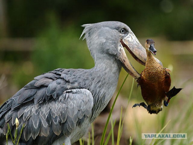 Самые страшные животные по версии WWF