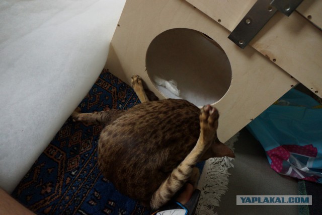 Запиливание котолазалки