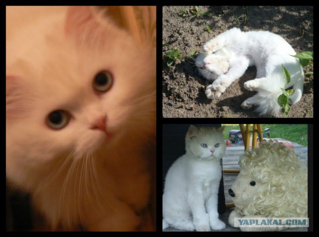 Моим котам