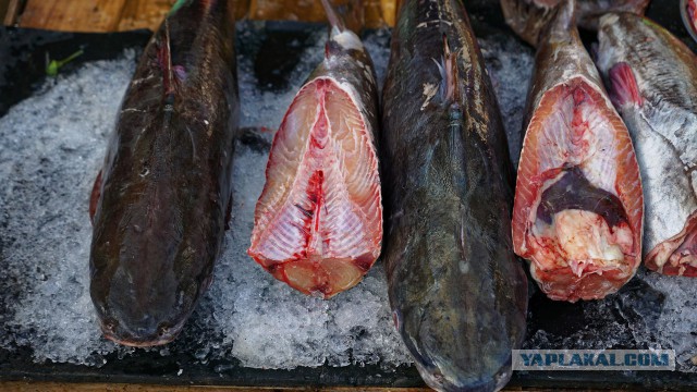 Рынок морепродуктов о. Фукуок