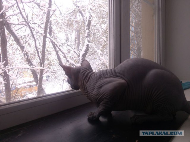 Котовторник  27.10.2015