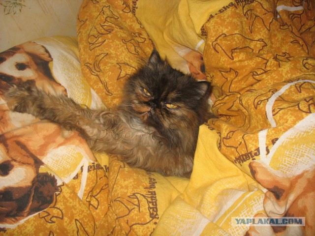 Котовторник 17.11.2015