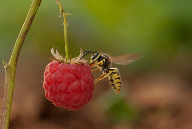 Славянская Душа