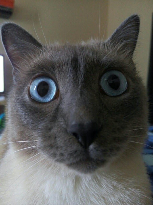 Интересные факты о сиамских кошках