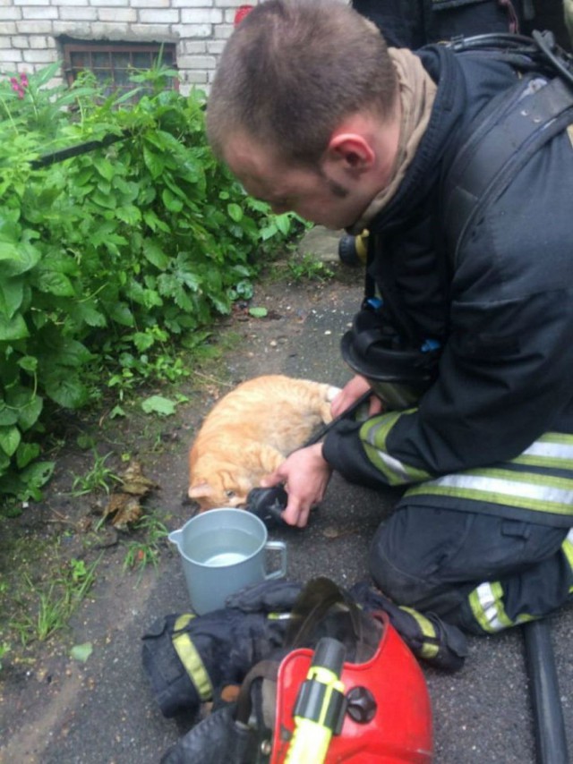 Кошка Ума, спасенная петербургскими пожарными, стала одной из самых популярных мурлык в России