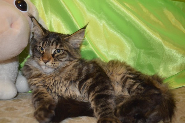 Коты и Кошки