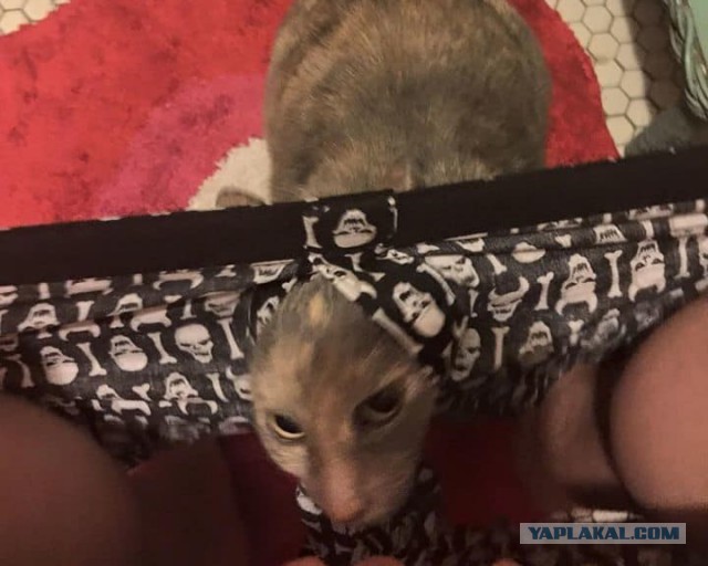 Котовторник 28.11.2017