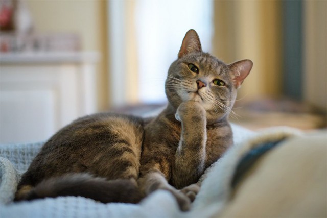 Прикольных котов пост