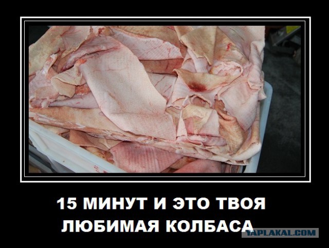 Почему в современной России колбаса стоит дешевле кошачьего корма?