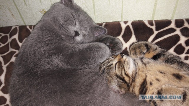 Котовторник 05.06.2018