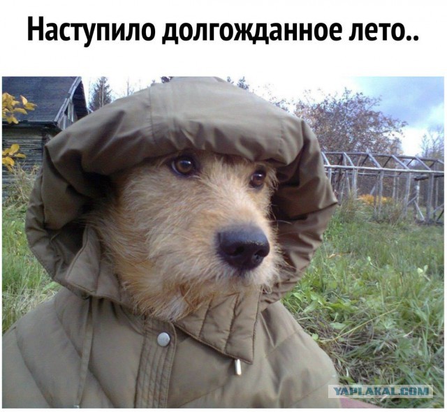 Прикалюхи
