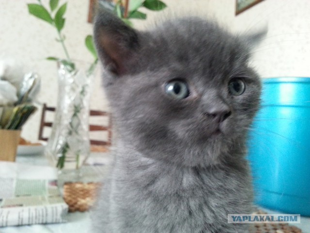 Немного милоты