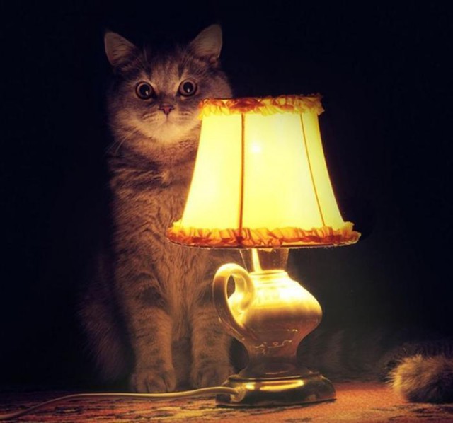 В Перми умер NONONONO Cat — кот-мем по кличке Маркиз
