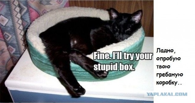 Ну и где ваш котовторник?