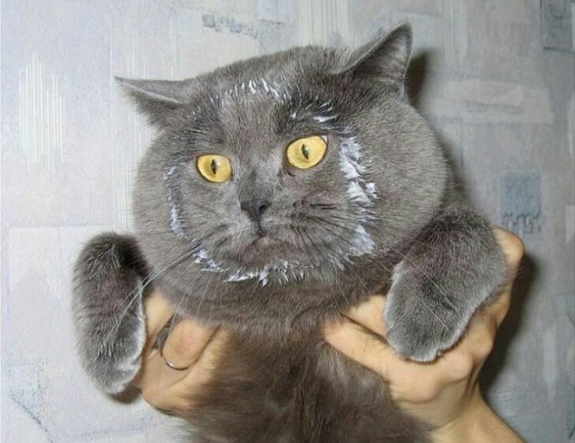 Немного милоты