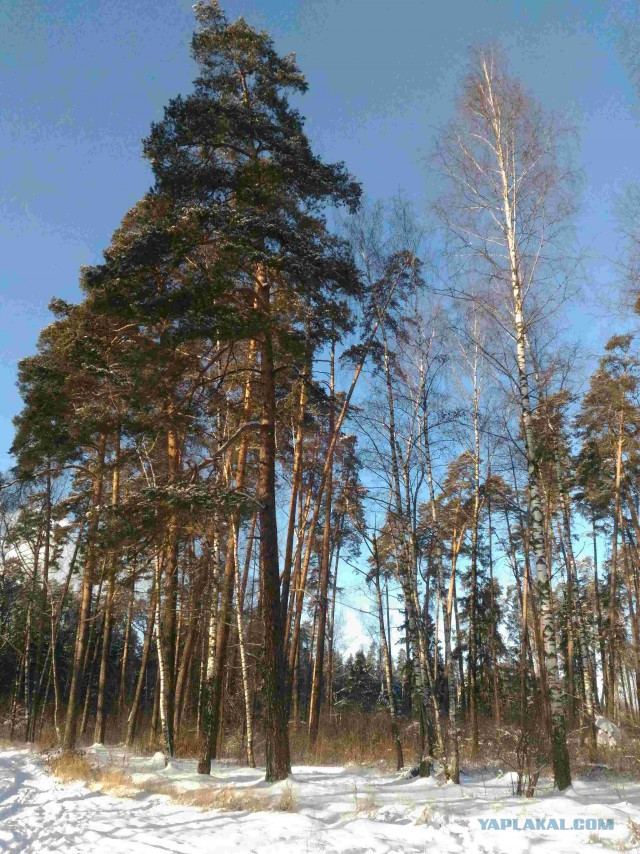 Просто несколько фото сегодняшней прогулки.