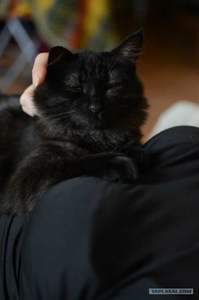 Котовторник 8 мая 2012