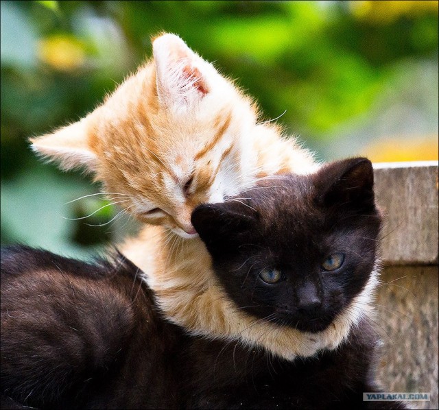 Котовторник  16.10.12