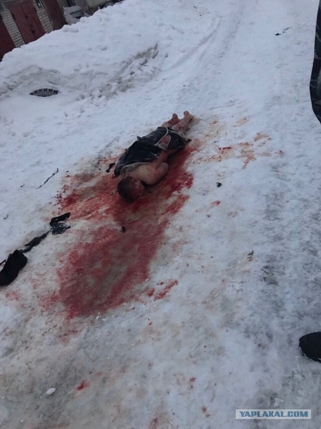 Во Владимире собаки насмерть загрызли молодого мужчину