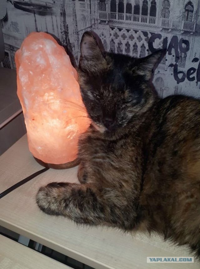 ̶К̶о̶р̶о̶н̶  Котовторник!