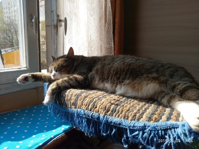 Давайте по котикам, которые с нами на самоизоляции