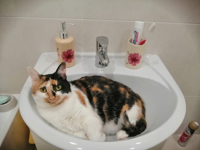 Котовторник 14.09.2021