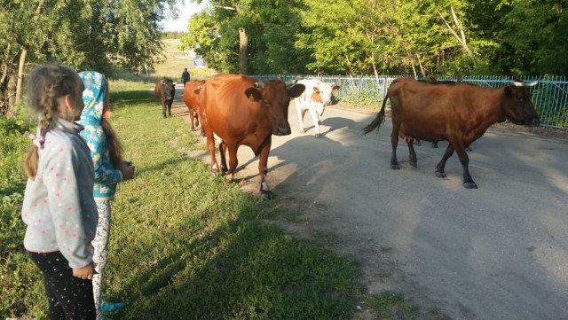 Атмосферных деревенских картинок пост