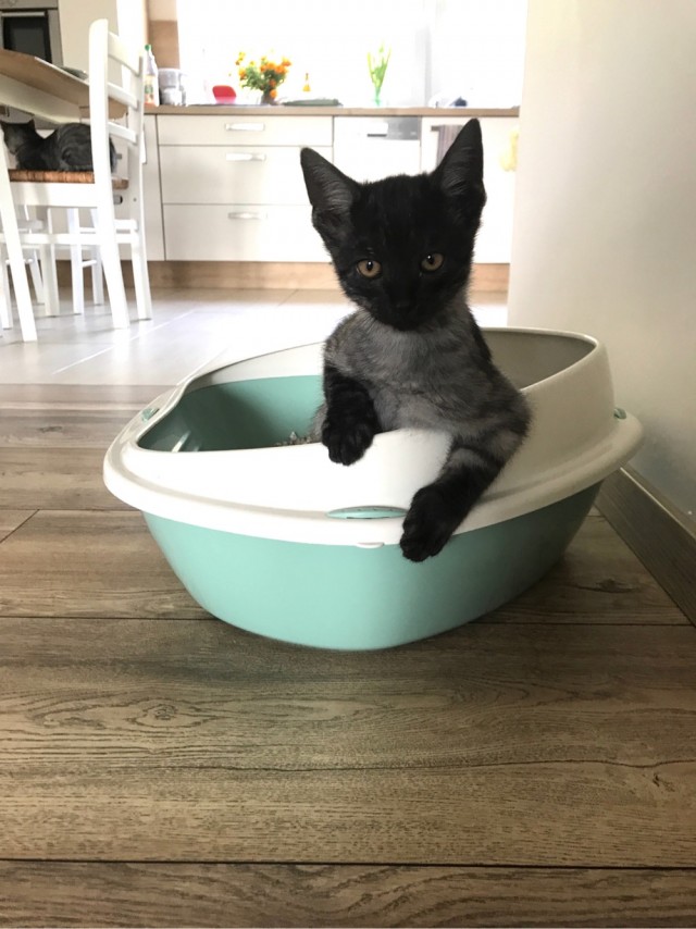Котовторниковское
