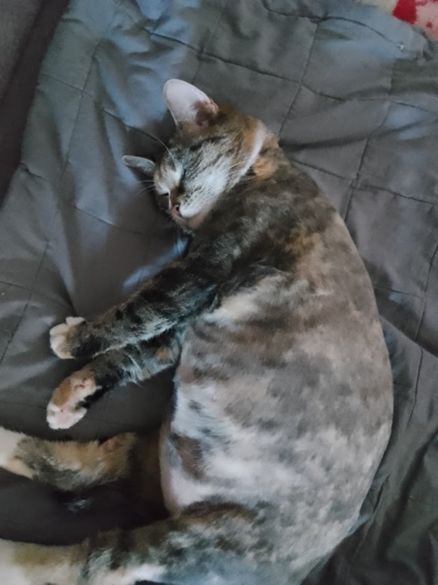 Котовторник