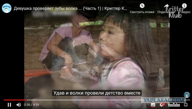 Бедный волк...