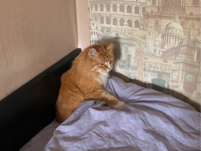 Котовторник 07.06.2022