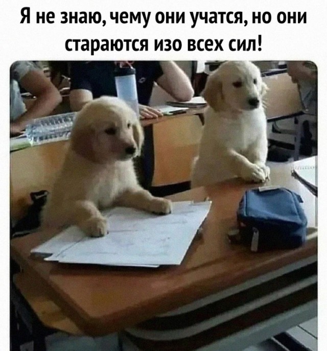 Картинки и мемы, всем хороших выходных