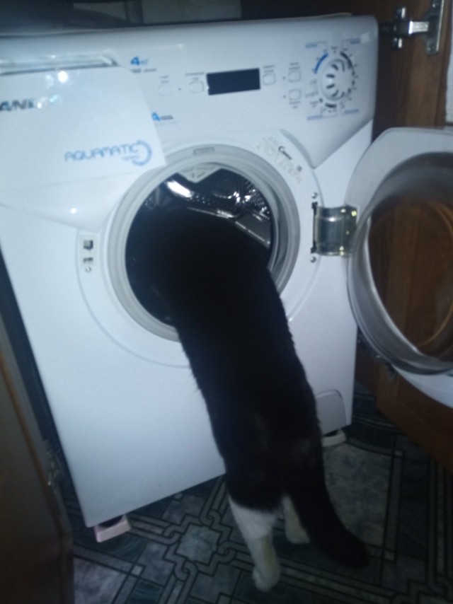 К котовторнику - подросшие чучундры