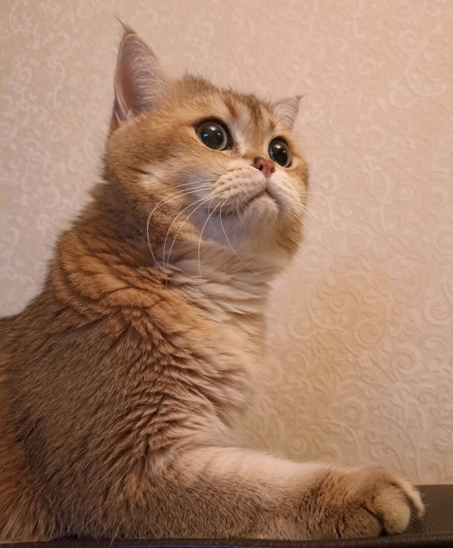 Коты белые, 12 литров