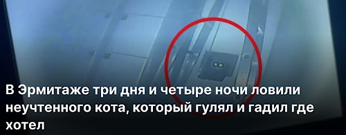 В Эрмитаже три дня и четыре ночи ловили неучтенного кота, который гулял и гадил где хотел
